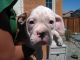 Olde English Bulldogge Puppies for sale in Victorville, CA, USA. price: NA
