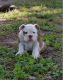 Olde English Bulldogge Puppies for sale in Delaware City, DE, USA. price: $1,500