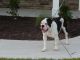 Olde English Bulldogge Puppies for sale in Hope Mills, NC, USA. price: NA