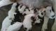 Olde English Bulldogge Puppies for sale in Arco, ID 83213, USA. price: $1,800