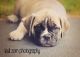 Olde English Bulldogge Puppies for sale in Marlette, MI 48453, USA. price: NA