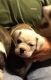 Olde English Bulldogge Puppies for sale in Canal Fulton, OH, USA. price: NA