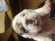 Olde English Bulldogge Puppies for sale in Section, AL 35771, USA. price: $1,250