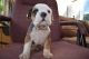 Olde English Bulldogge Puppies for sale in Antioch, CA 94531, USA. price: NA