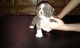 Olde English Bulldogge Puppies for sale in Grabill, IN 46741, USA. price: $500