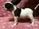 Olde English Bulldogge Puppies for sale in Batley, UK. price: 850 GBP