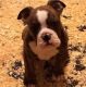 Olde English Bulldogge Puppies for sale in Dearborn Heights, MI, USA. price: NA