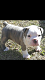 Olde English Bulldogge Puppies for sale in Wayne County, TN, USA. price: NA