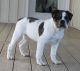 Olde English Bulldogge Puppies for sale in Quarryville, PA 17566, USA. price: $1,500