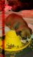 Olde English Bulldogge Puppies for sale in Evansville, IN, USA. price: NA