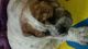 Olde English Bulldogge Puppies for sale in North Augusta, SC 29860, USA. price: NA