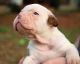 Olde English Bulldogge Puppies for sale in Frankston, TX 75763, USA. price: NA