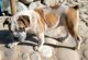 Olde English Bulldogge Puppies for sale in Dixon, NM, USA. price: NA