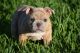 Olde English Bulldogge Puppies for sale in Orlando, FL, USA. price: $2,200