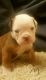 Olde English Bulldogge Puppies for sale in South Hill, VA, USA. price: NA