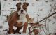 Olde English Bulldogge Puppies for sale in Swiftwater, PA 18370, USA. price: NA