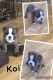 Olde English Bulldogge Puppies for sale in Carrollton, VA 23314, USA. price: $1,500