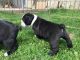 Olde English Bulldogge Puppies for sale in Spokane Valley, WA, USA. price: NA