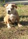 Olde English Bulldogge Puppies for sale in Ocala, FL, USA. price: $1,500