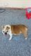 Olde English Bulldogge Puppies for sale in Tuscaloosa, AL, USA. price: $300