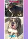 Olde English Bulldogge Puppies for sale in Highland Charter Twp, MI, USA. price: $2,500