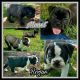 Olde English Bulldogge Puppies for sale in Dyersburg, TN 38024, USA. price: NA