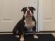 Olde English Bulldogge Puppies for sale in Pemberville, OH 43450, USA. price: NA