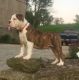 Olde English Bulldogge Puppies for sale in Dundee, OH 44624, USA. price: NA