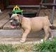 Olde English Bulldogge Puppies for sale in Priest River, ID 83856, USA. price: NA
