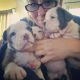 Olde English Bulldogge Puppies for sale in Houston, TX 77012, USA. price: NA