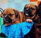 Olde English Bulldogge Puppies for sale in Dadeville, AL, USA. price: $900