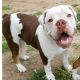 Olde English Bulldogge Puppies for sale in Chino Valley, AZ, USA. price: NA