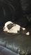 Olde English Bulldogge Puppies for sale in Litchfield Park, AZ 85340, USA. price: NA