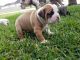 Olde English Bulldogge Puppies for sale in Texas City, TX, USA. price: NA