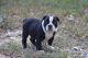 Olde English Bulldogge Puppies for sale in Southern Maryland, MD, USA. price: $1,600