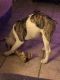 Olde English Bulldogge Puppies for sale in Mesa, AZ 85208, USA. price: NA
