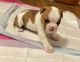 Olde English Bulldogge Puppies for sale in Washington Court House, OH 43160, USA. price: $1,250