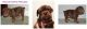 Olde English Bulldogge Puppies for sale in Greenleaf, ID 83626, USA. price: NA