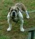 Olde English Bulldogge Puppies for sale in Booneville, MS 38829, USA. price: NA