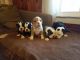 Olde English Bulldogge Puppies for sale in Collinwood, TN 38450, USA. price: NA