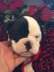 Olde English Bulldogge Puppies for sale in Cookeville, TN, USA. price: $1,000