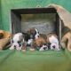 Olde English Bulldogge Puppies for sale in Mansfield, OH, USA. price: NA
