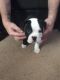 Olde English Bulldogge Puppies for sale in Hendersonville, TN, USA. price: NA