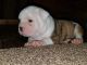 Olde English Bulldogge Puppies for sale in Broussard, LA 70518, USA. price: NA