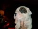 Olde English Bulldogge Puppies for sale in Broussard, LA 70518, USA. price: NA