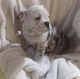 Olde English Bulldogge Puppies for sale in New York, NY, USA. price: NA