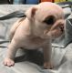 Olde English Bulldogge Puppies for sale in New Bedford, MA, USA. price: $2,500
