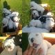 Olde English Bulldogge Puppies for sale in Porter, TX 77365, USA. price: NA