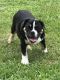 Olde English Bulldogge Puppies for sale in Morriston, FL 32668, USA. price: NA