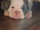 Olde English Bulldogge Puppies for sale in Brighton, MI 48116, USA. price: NA